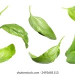 2007年开奖结果全记录与历史回顾 jxz99